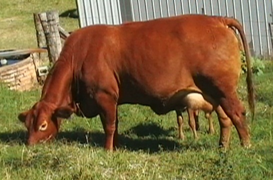 Bryvonlea Glenice